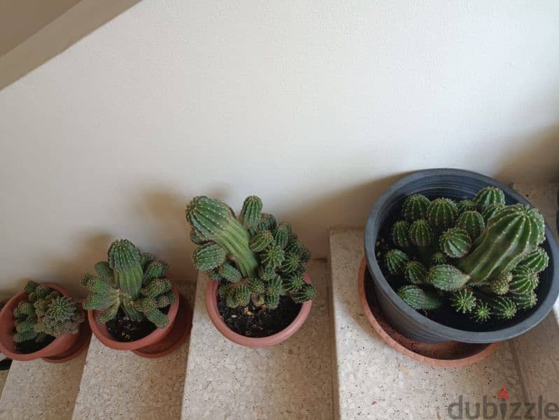 8 Beautiful Big Cactus plants for 30BD 1