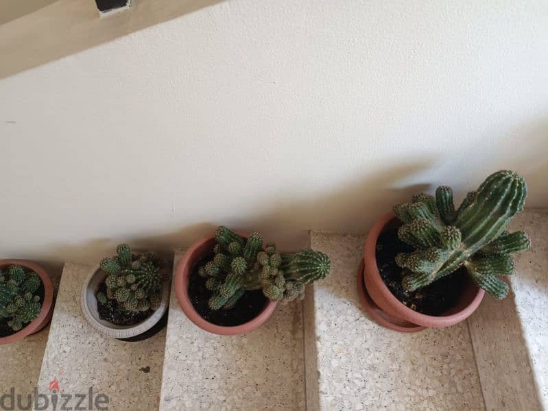 8 Beautiful Big Cactus plants for 30BD 2
