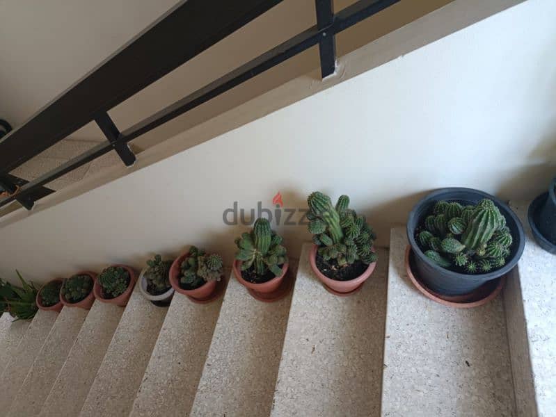 8 Beautiful Big Cactus plants for 30BD 3