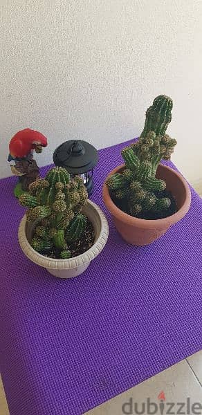 8 Beautiful Big Cactus plants for 30BD 5