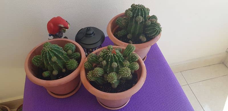 8 Beautiful Big Cactus plants for 30BD 6