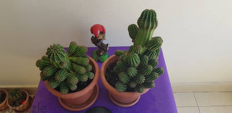 8 Beautiful Big Cactus plants for 30BD 7
