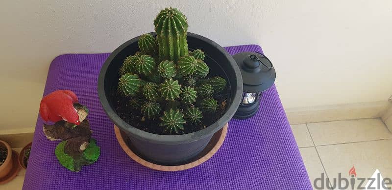 8 Beautiful Big Cactus plants for 30BD 8
