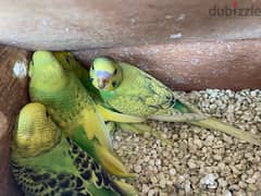 6 budgies chicks available for sale