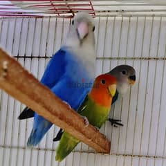 Lovebird Pair with a chick