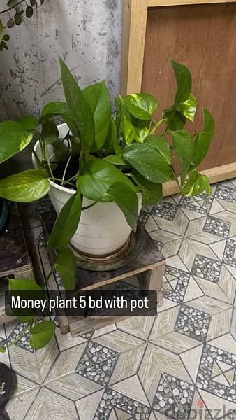 plants 15