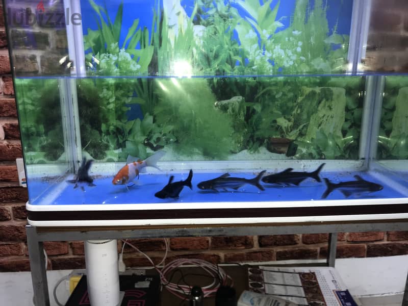 Fish and aquarium 4