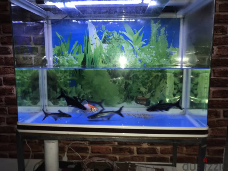 Fish and aquarium 6