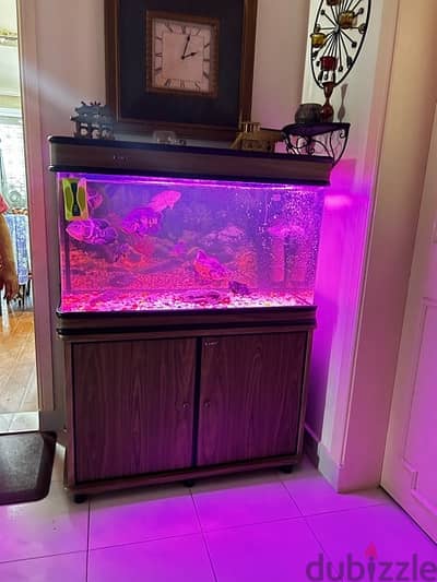 fish aquarium for sale with fishes - Fishes - 105212716