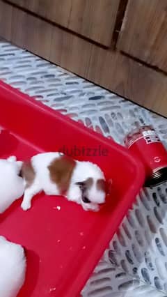 Shih tzu puppies for sale 0