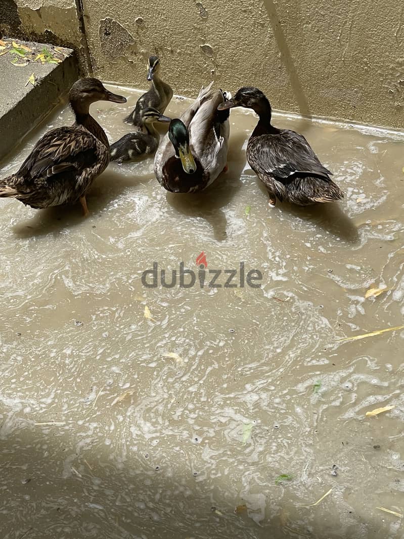 Mallard ducks 2