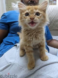 Ginger kitten for sale