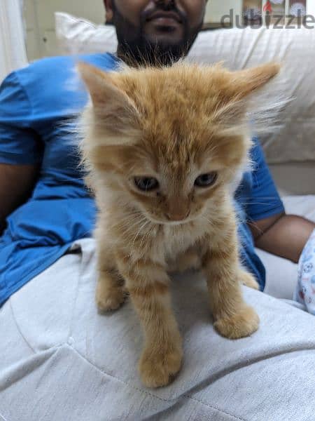 Ginger kitten for sale 1