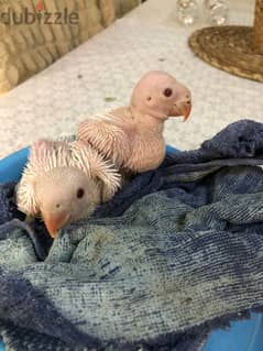 Two Indian ring neck parrot chick white Color For Sale 0