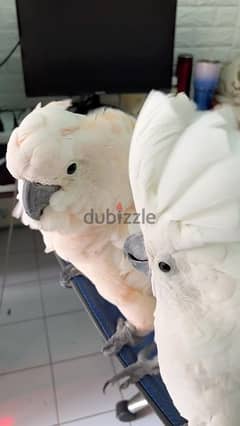 cockatoo parrot available 0