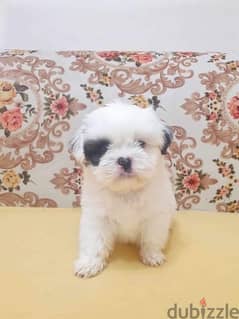 mini dog puppy