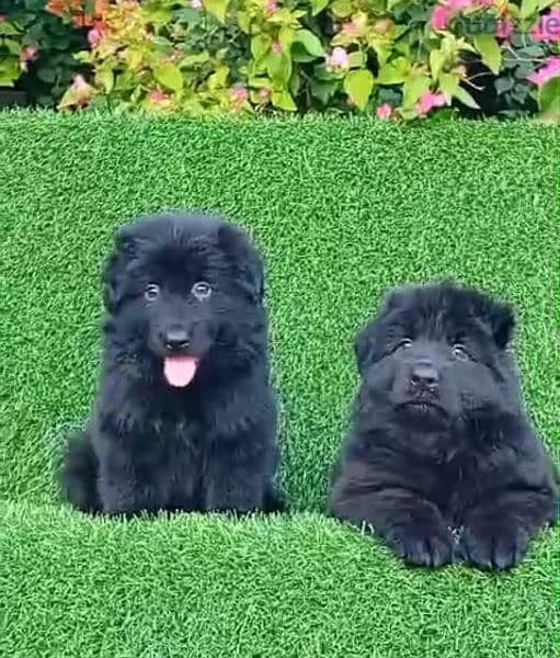 male and female German sheprd puppies long hair top level 3