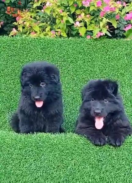 male and female German sheprd puppies long hair top level 4
