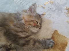 Persian Himalayan cat