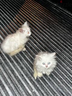 kitten found in streets 0