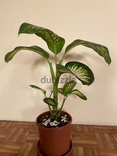 Dieffenbachia plant for sale 0