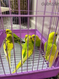 budgies chicks for sale with cage only of 16 bd 0