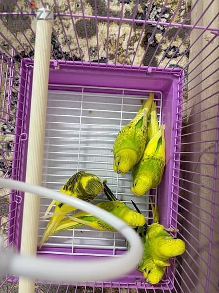 budgies chicks for sale with cage only of 16 bd 1