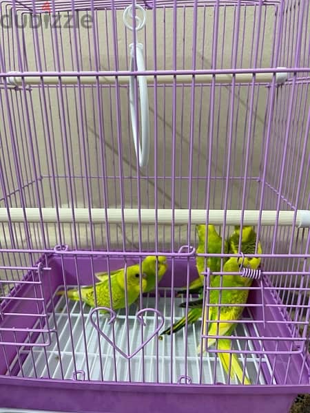 budgies chicks for sale with cage only of 16 bd 2
