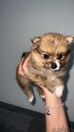 puppy Pomeranian 0