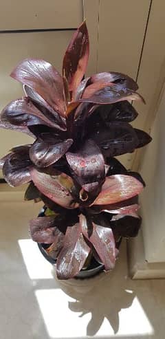Beautiful Croton Plant 0