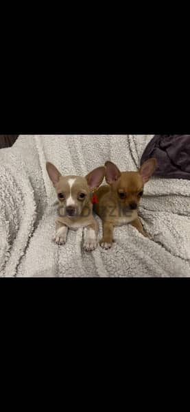 Chihuahua dogs  شيواوا كلاب 2