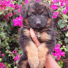 male and female German sheprd puppies long hair top level 0