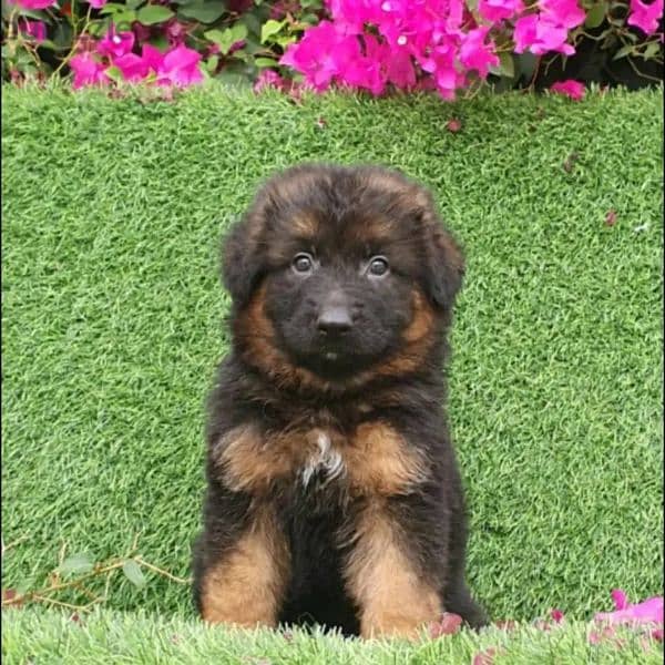 male and female German sheprd puppies long hair top level 2