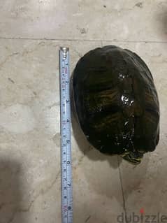 turtle big size