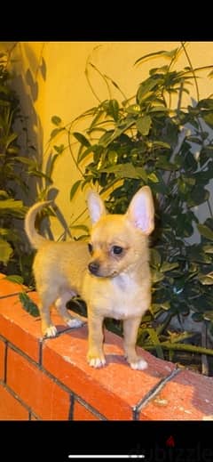شيواوا، Chihuahua 0