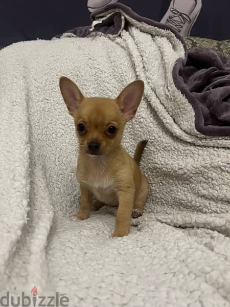 شيواوا، Chihuahua 1
