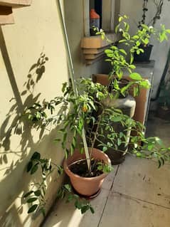 Varius Plants with pots for SALE