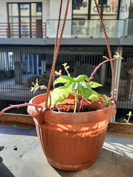 Varius Plants with pots for SALE 5