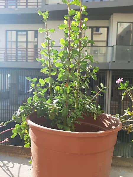 Varius Plants with pots for SALE 7