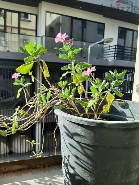 Varius Plants with pots for SALE 8
