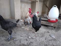 laying hens / دجاج بياض 0