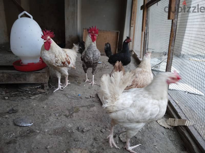laying hens / دجاج بياض 1