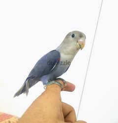 Hand tammed beautiful lovebird blue 0