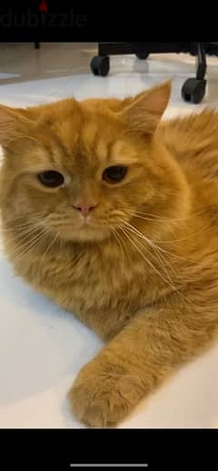 Free Adoption Dark Orange Cat - Mixed Persian - Cute & Big