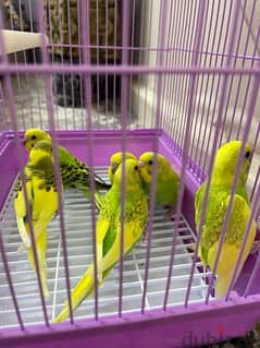 budgies for sale only younger chicks with brand new cage