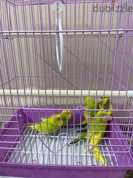 budgies for sale only younger chicks with brand new cage 1