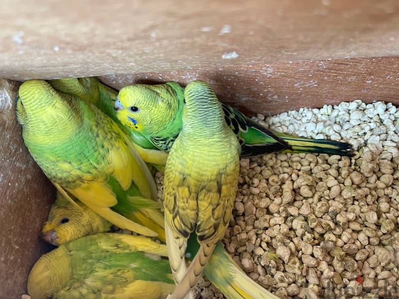 budgies for sale only younger chicks with brand new cage 2