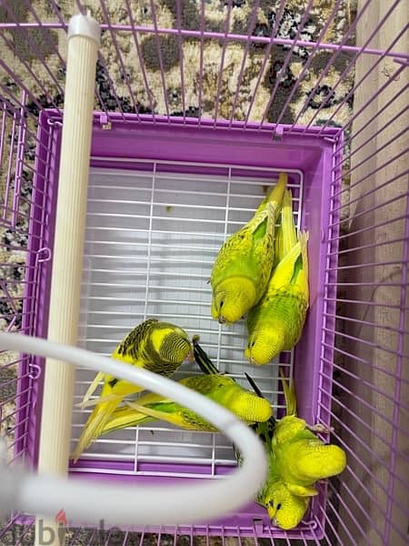 budgies for sale only younger chicks with brand new cage 3
