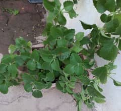 Plant for sale 0