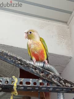 Conure, ringneck for sale